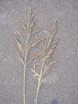 Image of Johnson grass