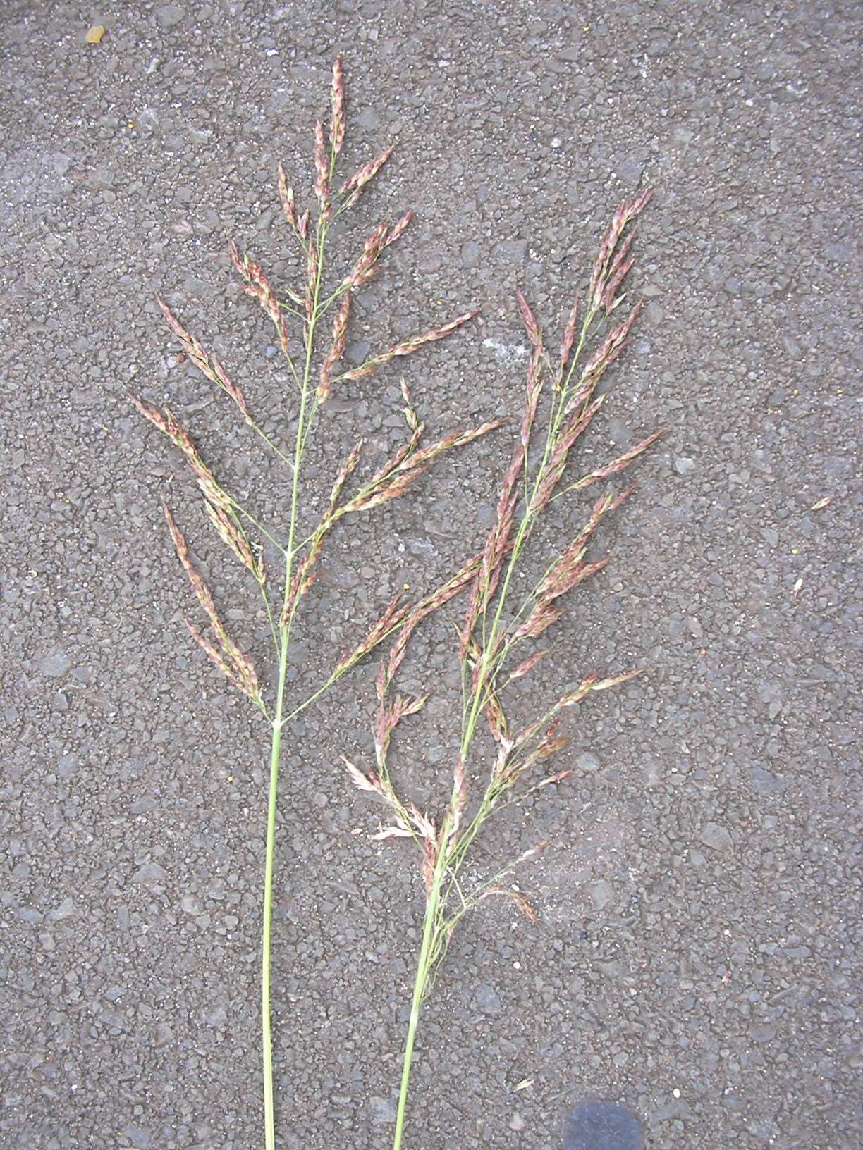 Image of Johnson grass