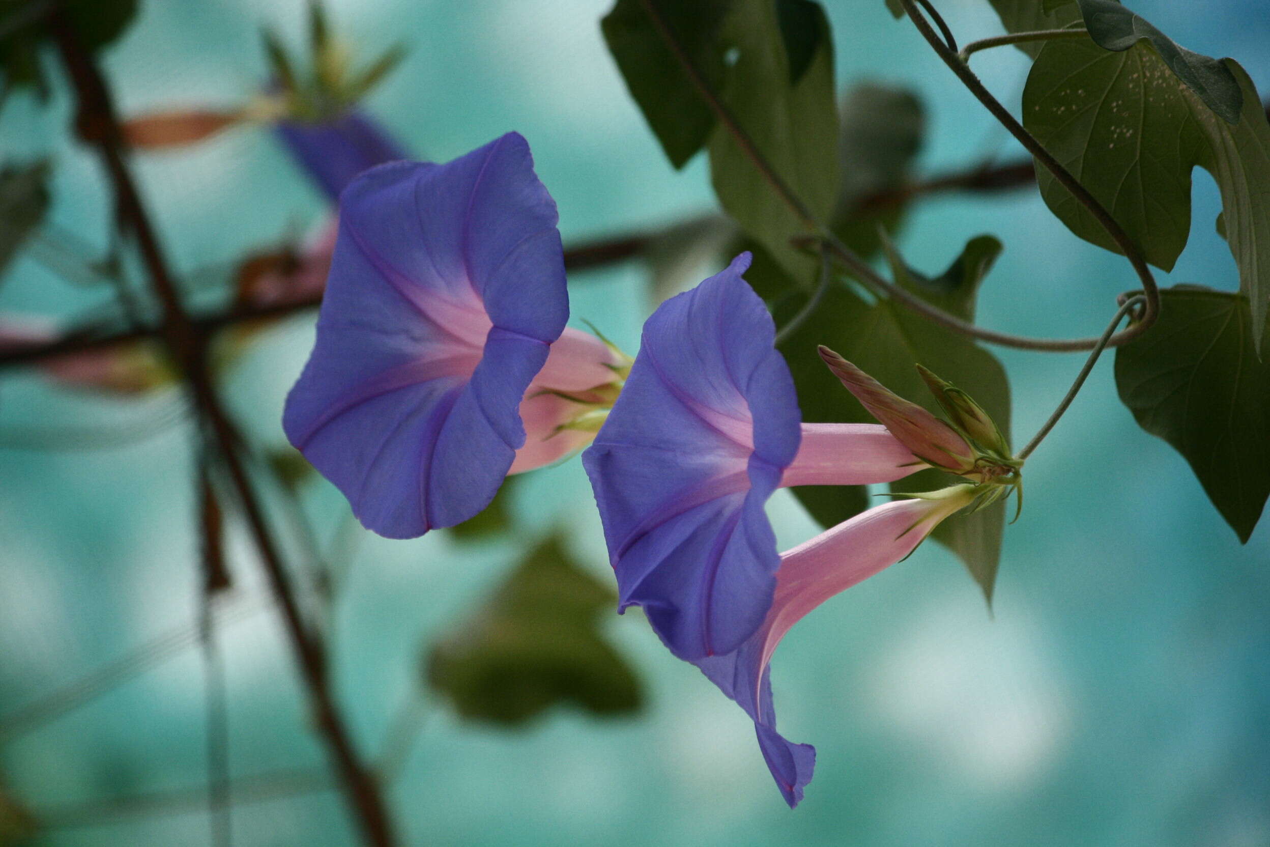 Sivun Ipomoea indica (J. Burman) Merr. kuva