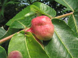 Image of staghorn sumac