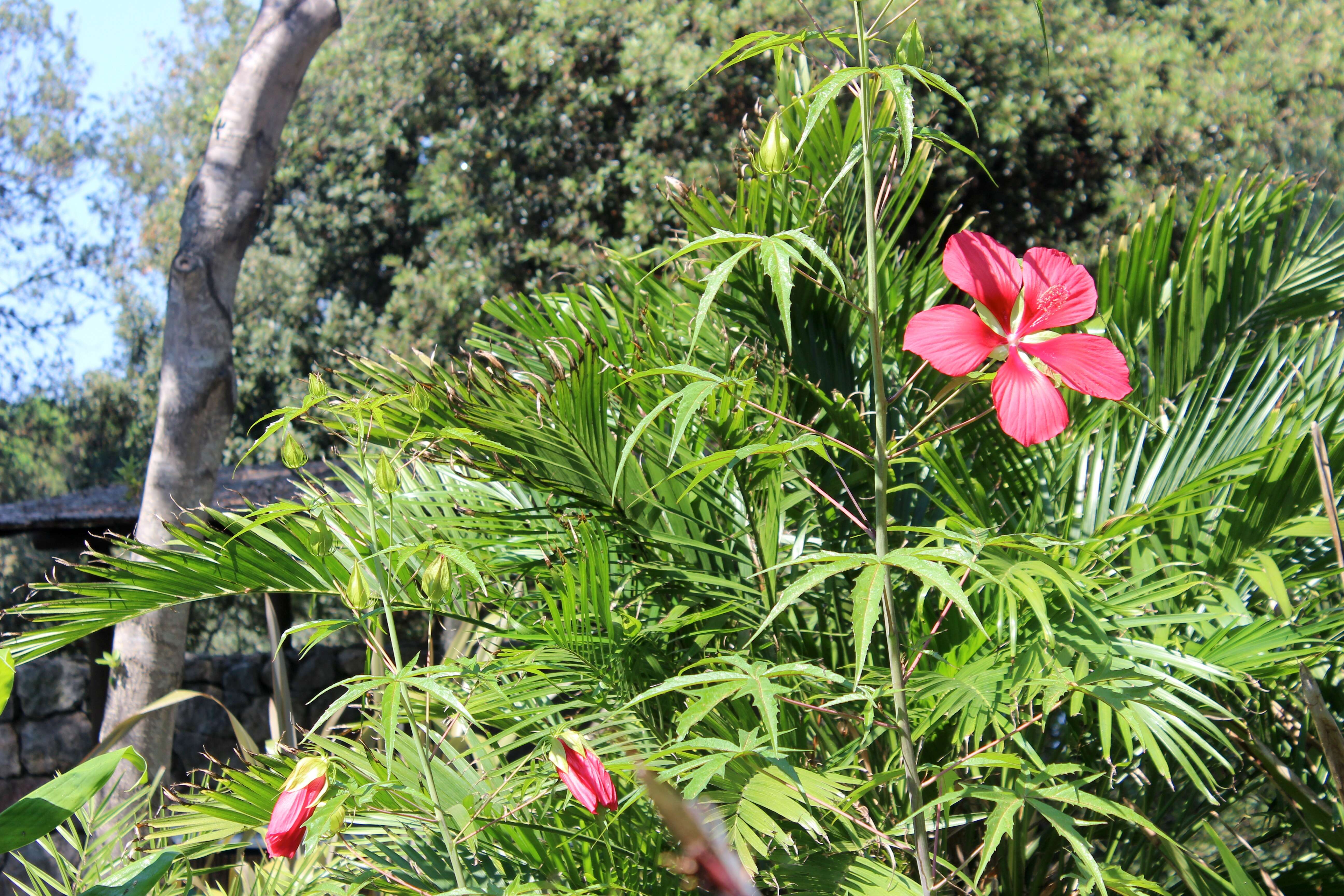 Image of Scarlet Rose-Mallow