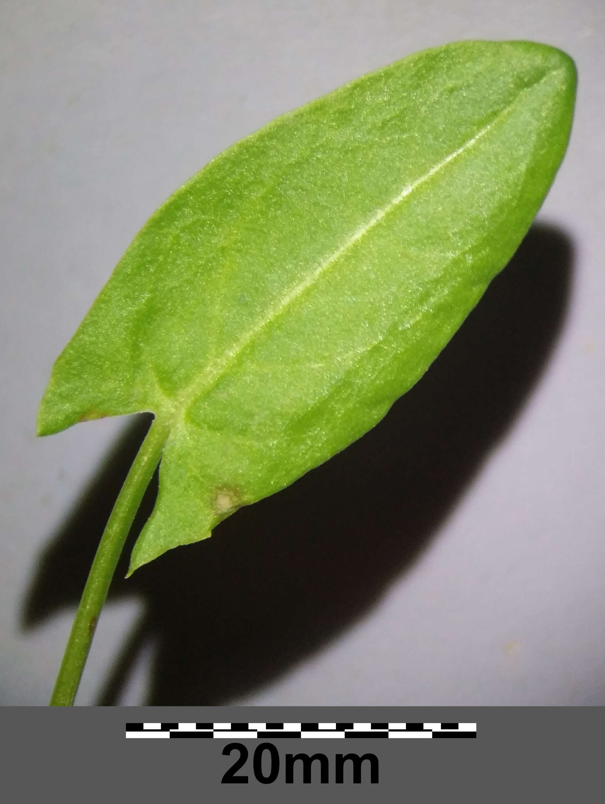 Image of Common Sorrel