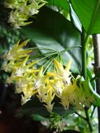 Image of Hoya multiflora Bl.