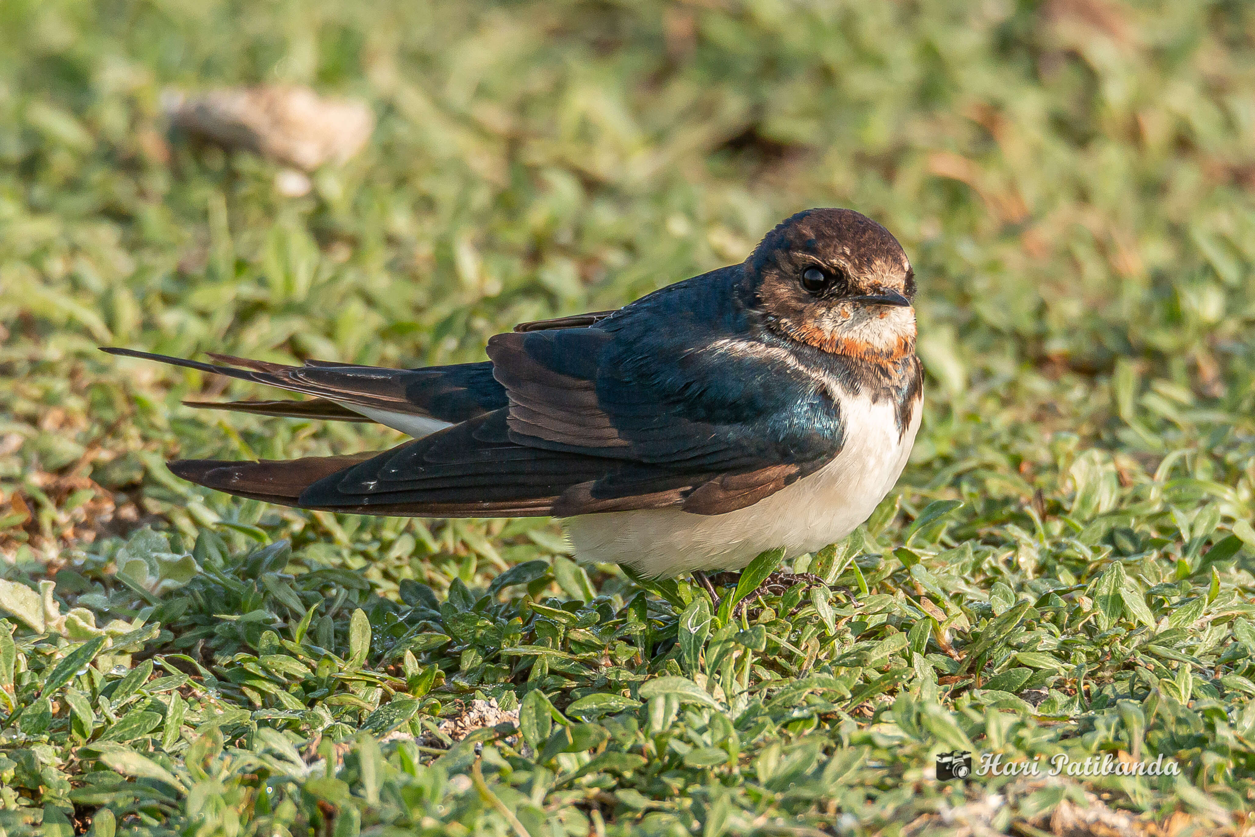 Image of Hirundo Linnaeus 1758