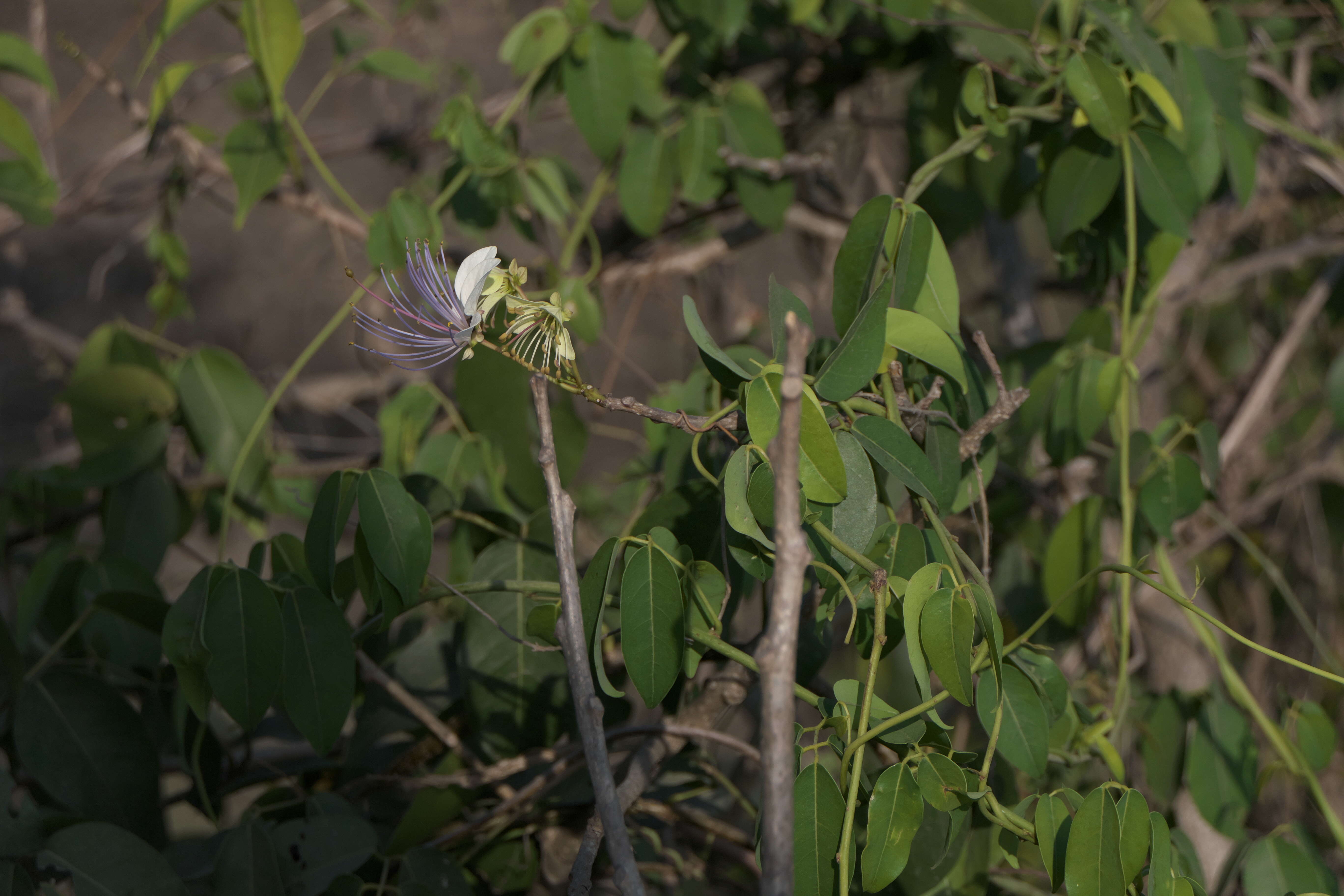 Image de Capparis zeylanica L.