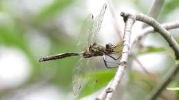 Image of Brush-tipped Emerald