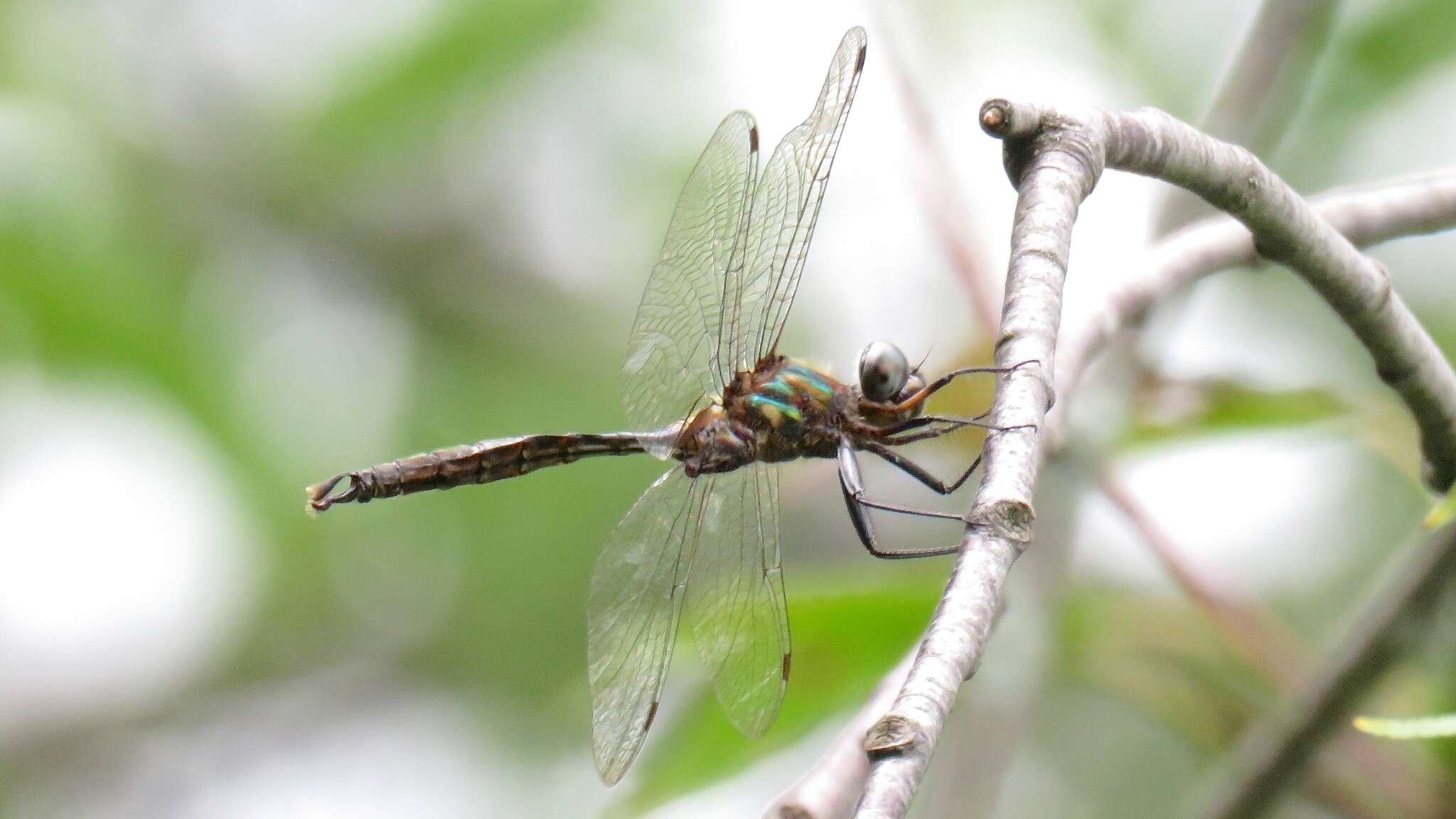 Image of Brush-tipped Emerald