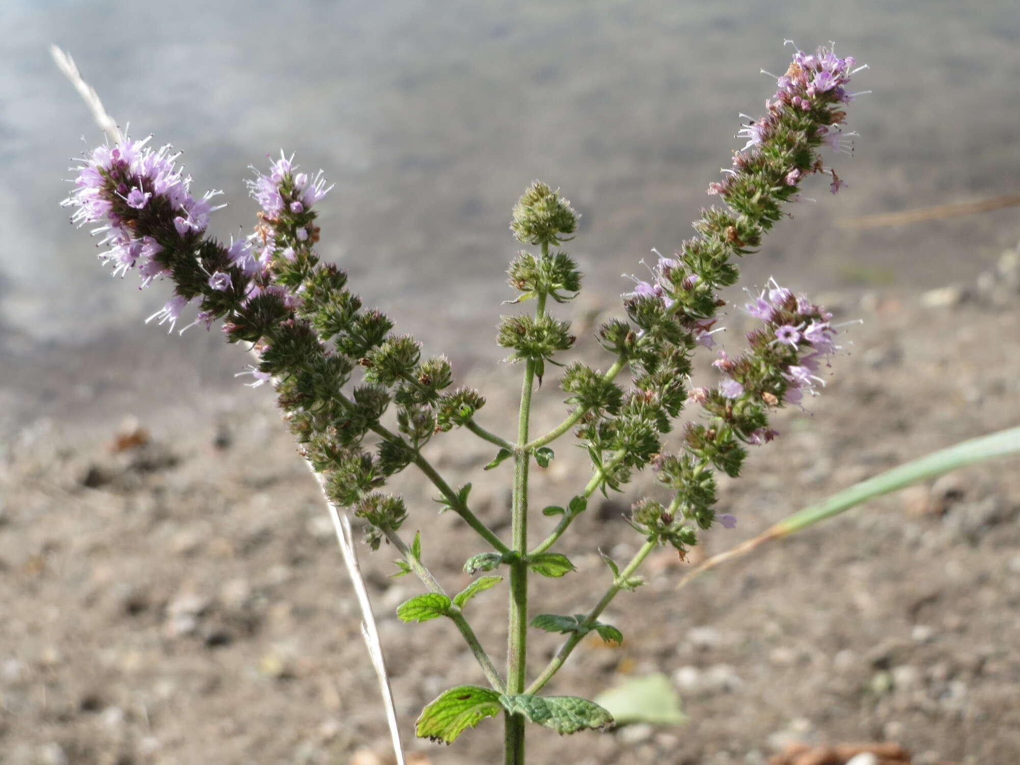 Image of Horse Mint