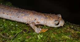 Image of La Loma Salamander