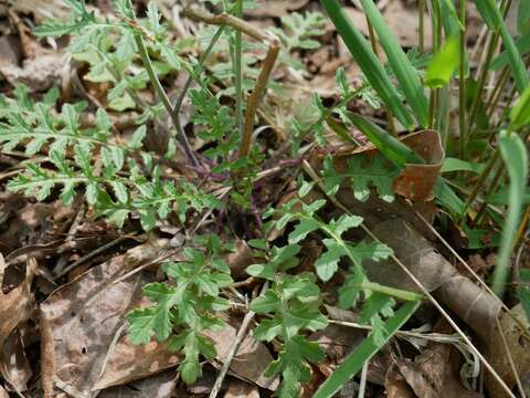 Image of star-mustard