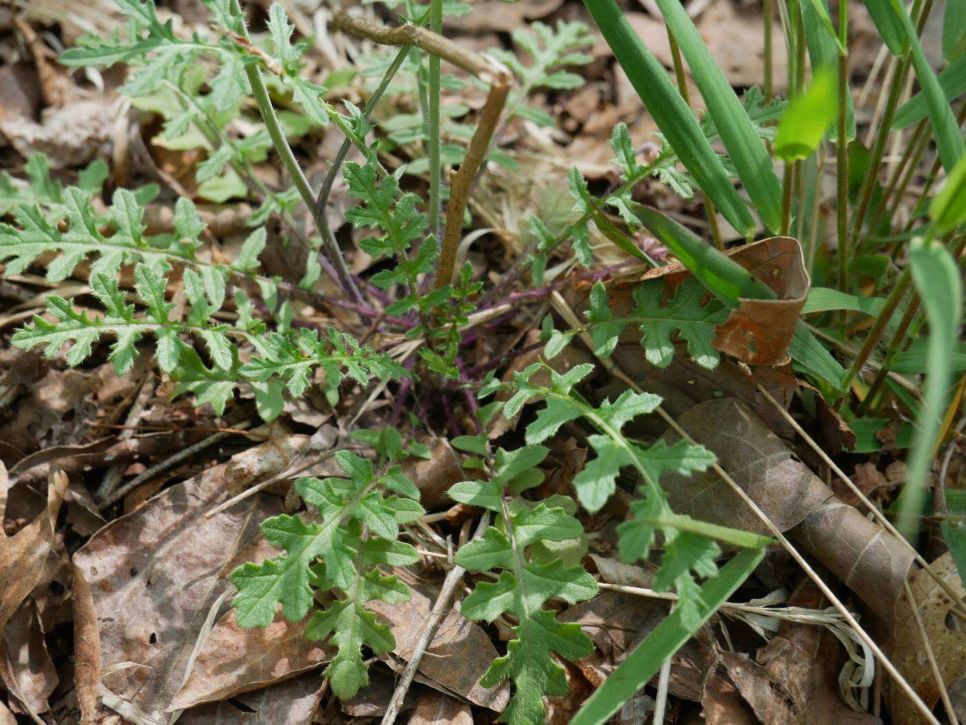 Imagem de Coincya monensis (L.) Greuter & Burdet