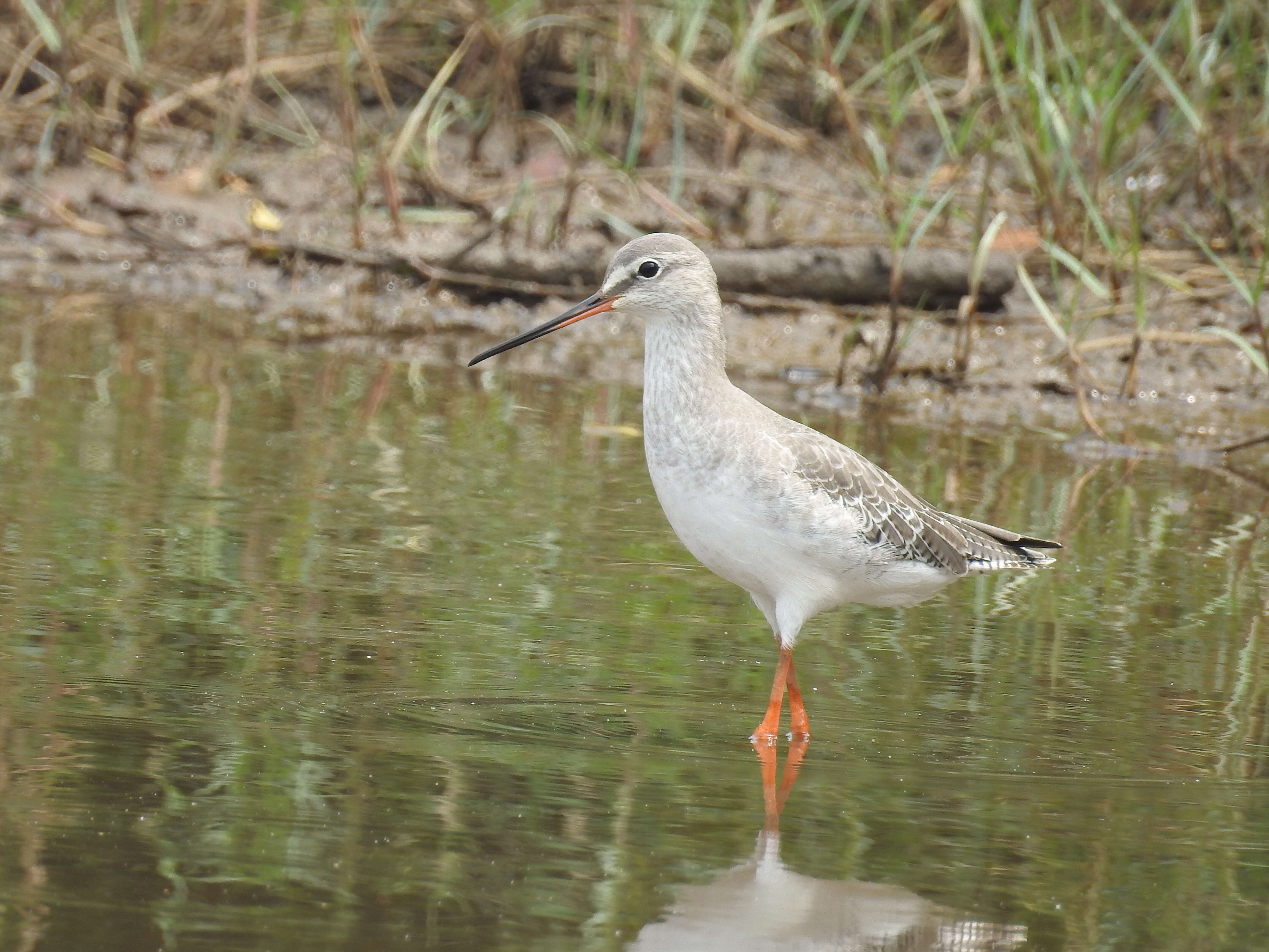 Image of Spotted Redshank