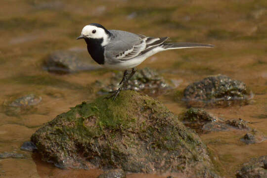 Image of Pied Wagtail and White Wagtail