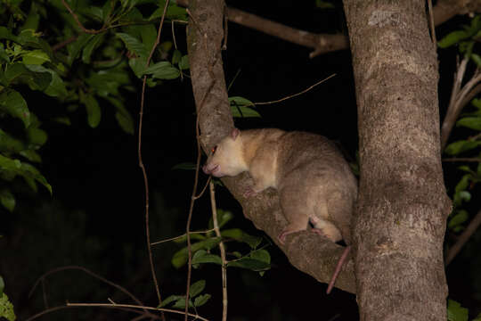 Imagem de Spilocuscus maculatus (É. Geoffroy Saint-Hilaire 1803)