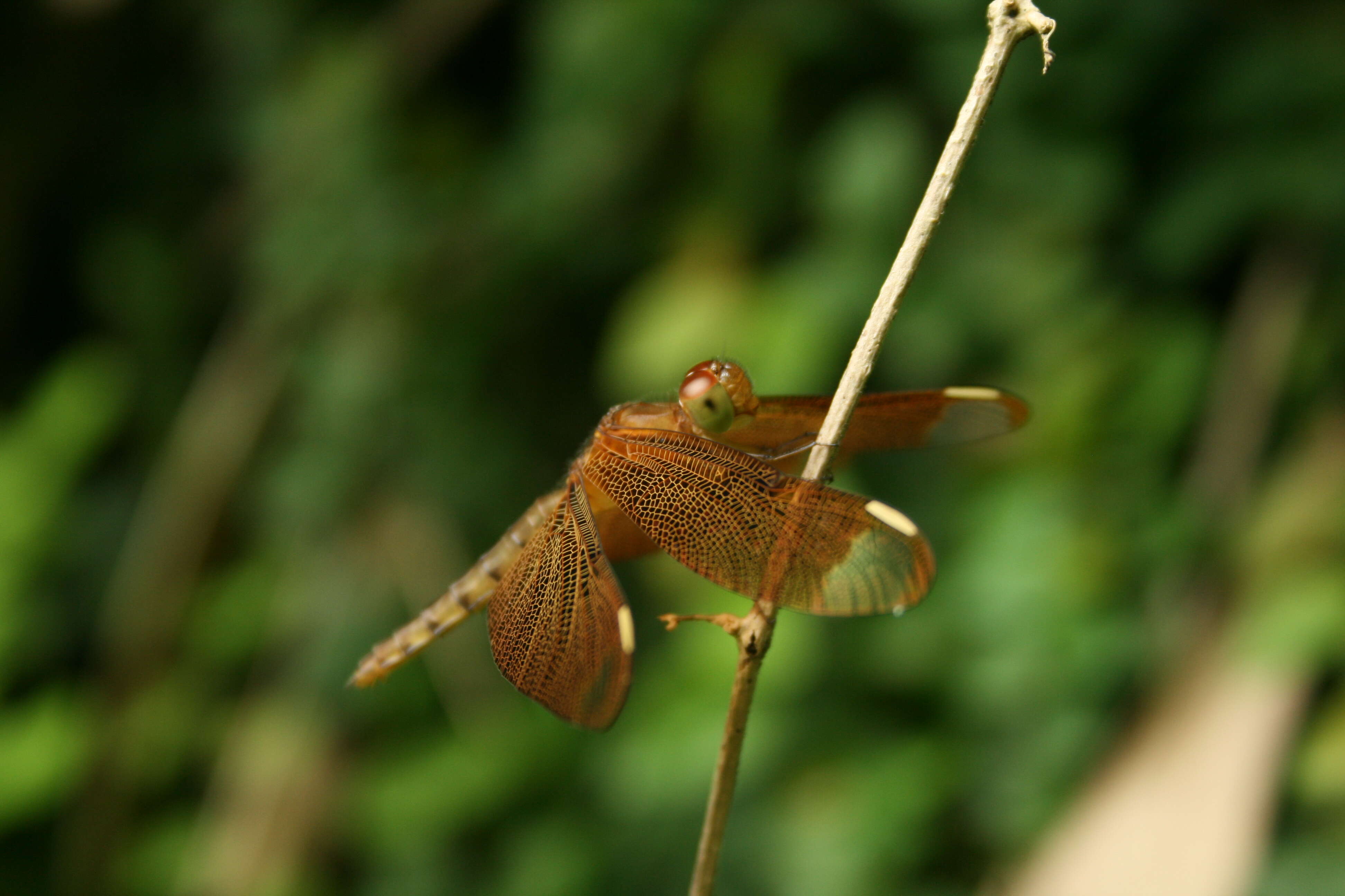 Image of Black Stream Glider