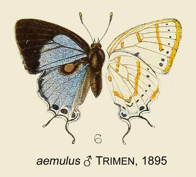 Image of Iolaus aemulus Trimen 1895