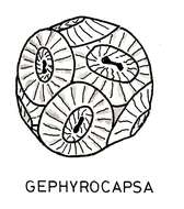 Image of Gephyrocapsa Kamptner 1943