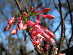 Image of Fuchsia lycioides Andr.