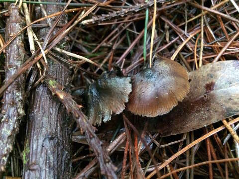 Image of Psilocybe aucklandiae Guzmán, C. C. King & Bandala 1991