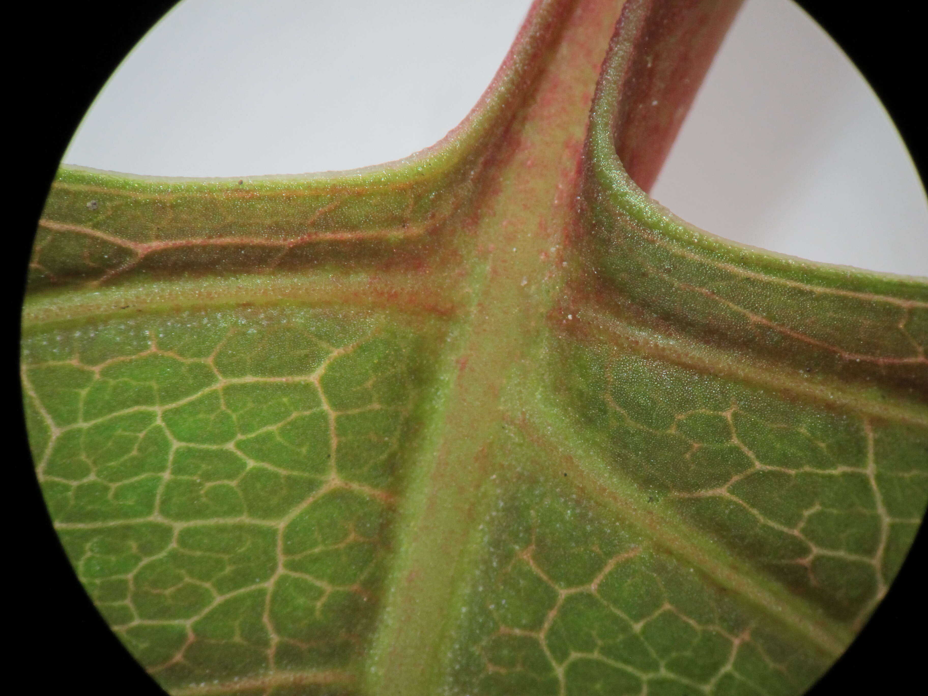 Image of Japanese Knotweed