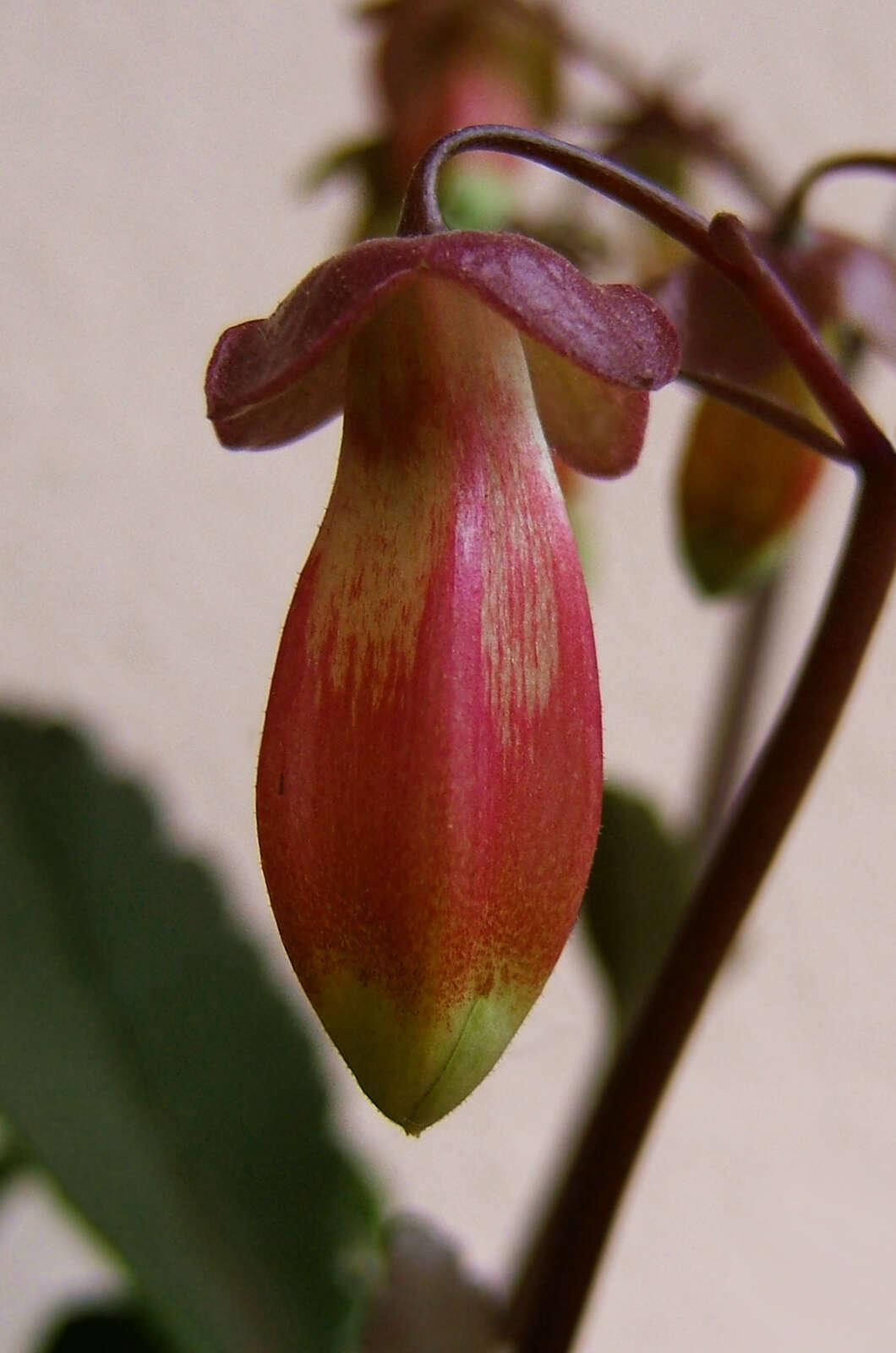 Kalanchoe porphyrocalyx (Bak.) Baill. resmi