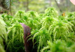 Image of sphagnum