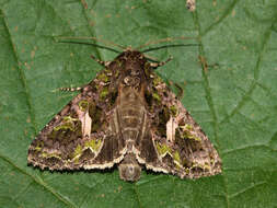 Image of orache moth