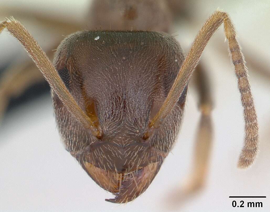 Image de Lasius psammophilus Seifert 1992