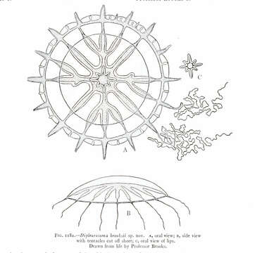 Image of Laodiceidae Agassiz 1862