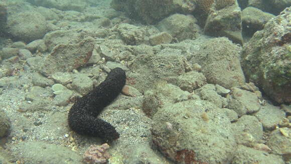 Image de Holothuria (Mertensiothuria) leucospilota (Brandt 1835)