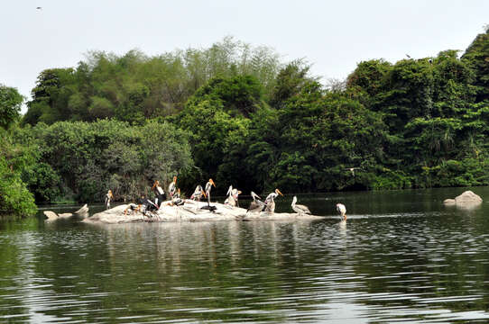 Image of Grey Pelican