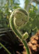 Image of Mexican Tree Fern