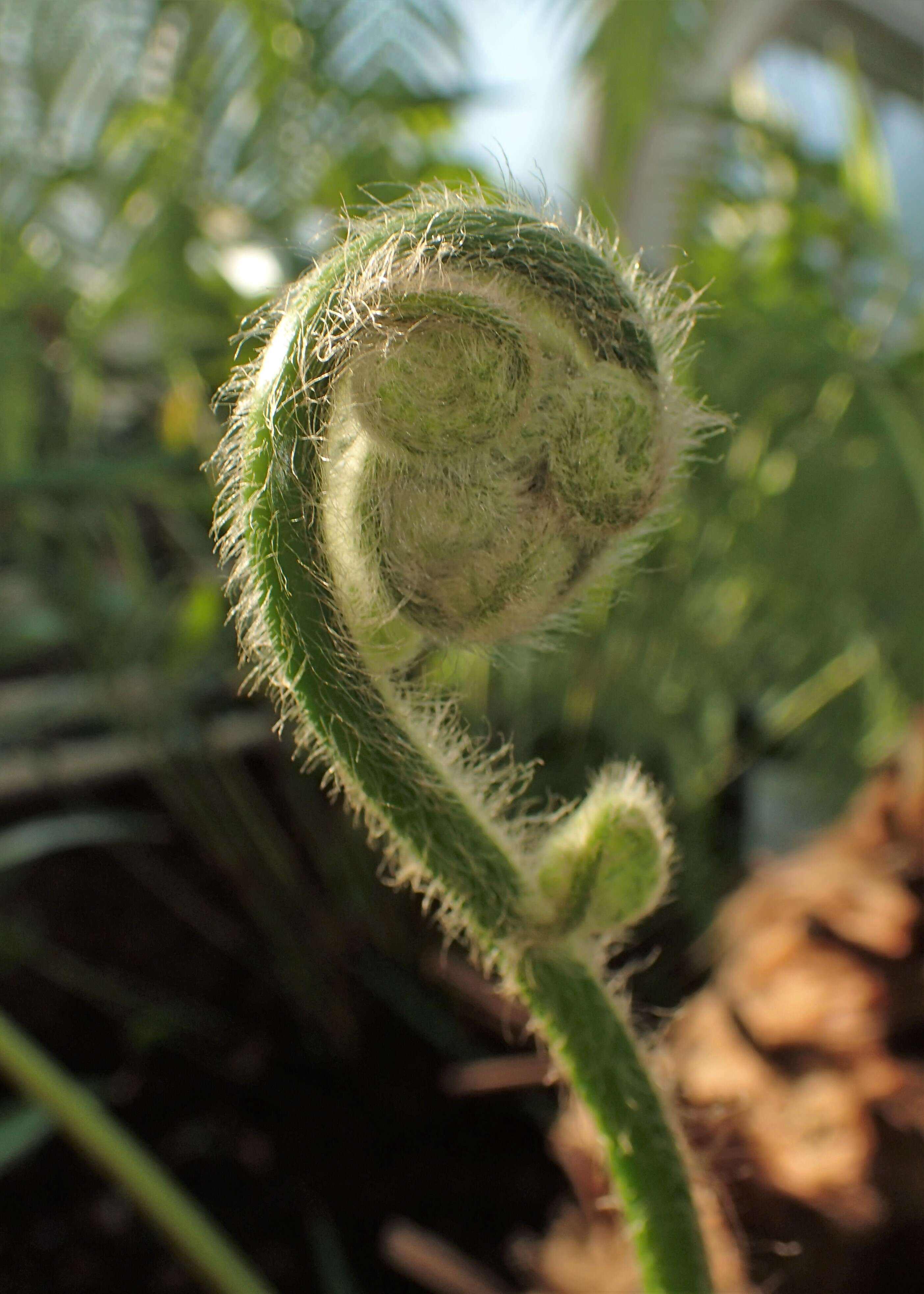 Image of Mexican Tree Fern