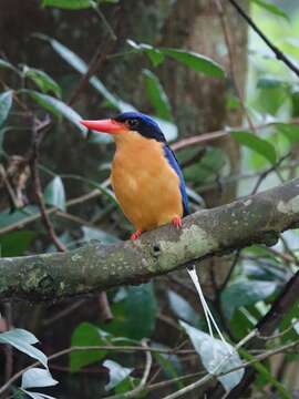 Image of Buff-breasted Paradise Kingfisher