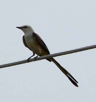 Image of Scissor-tailed Flycatcher