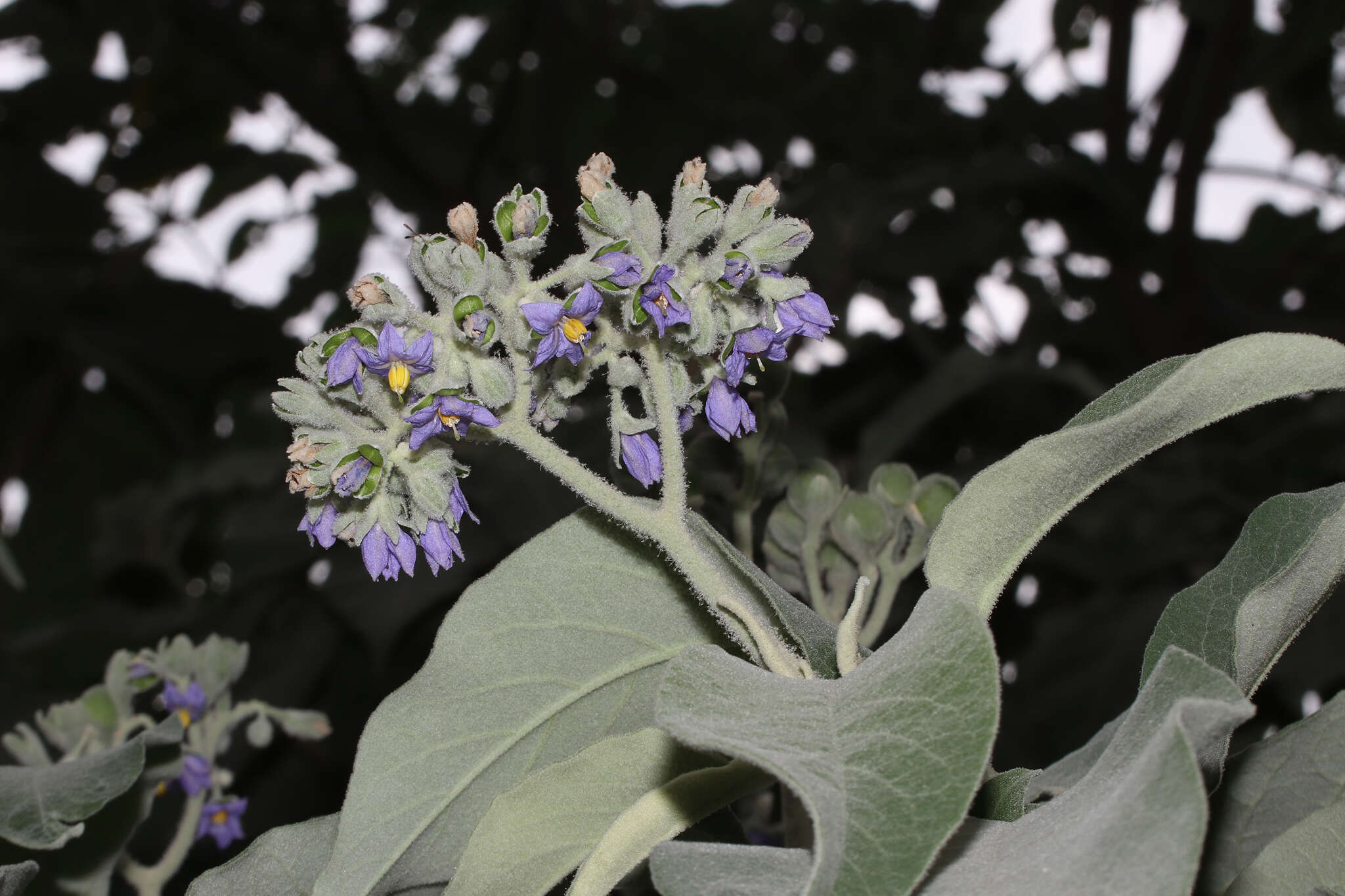 Image of earleaf nightshade