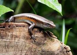 Image of Common Sun Skink