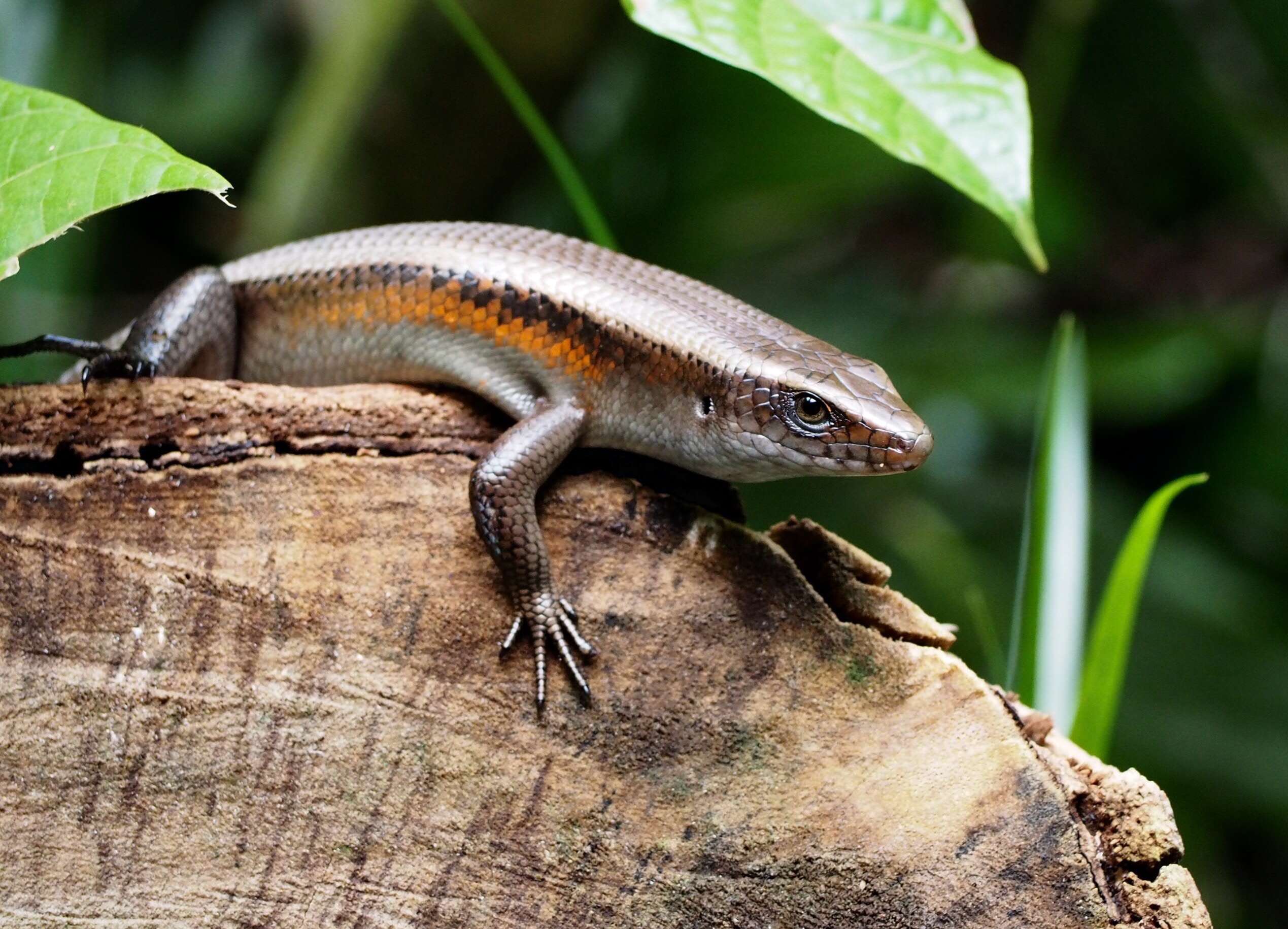 Imagem de Eutropis multifasciata (Kuhl 1820)