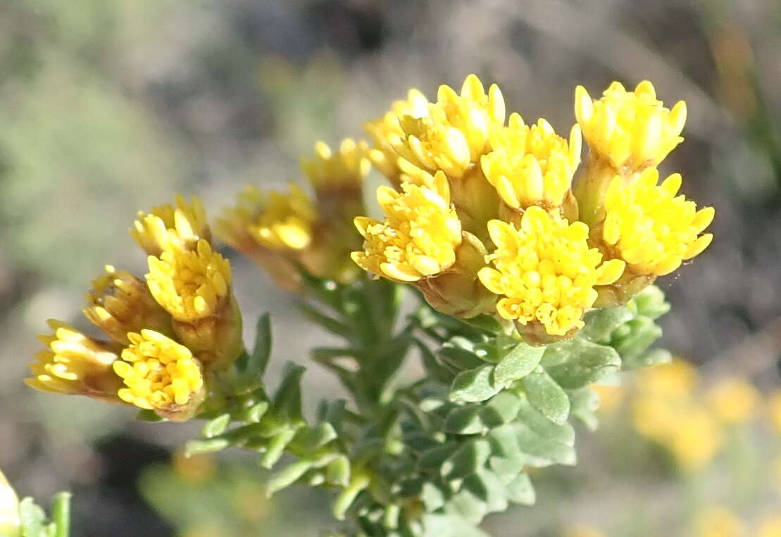 Image of Oedera genistifolia (L.) A. A. Anderberg & K. Bremer