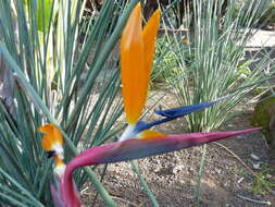 Image of Strelitzia juncea (Ker Gawl.) Link