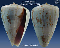 Image of Conus papilliferus G. B. Sowerby I 1834