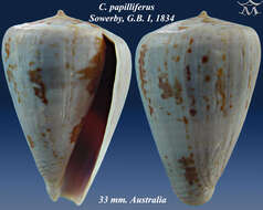 Conus papilliferus G. B. Sowerby I 1834的圖片