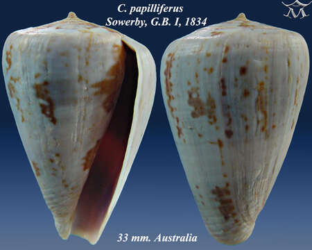 Image of Conus papilliferus G. B. Sowerby I 1834