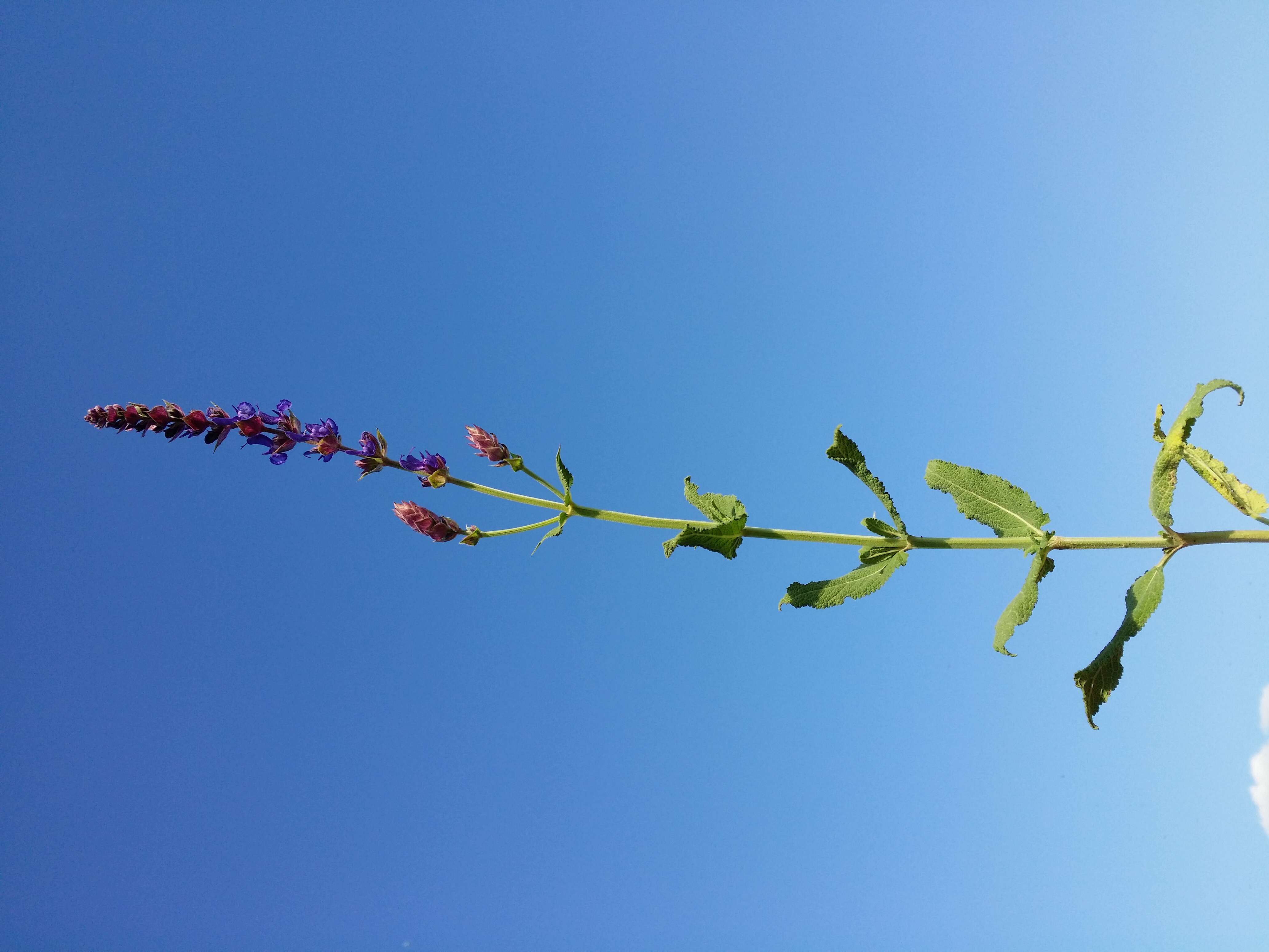 Imagem de Salvia nemorosa L.