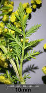 Image of sweet sagewort