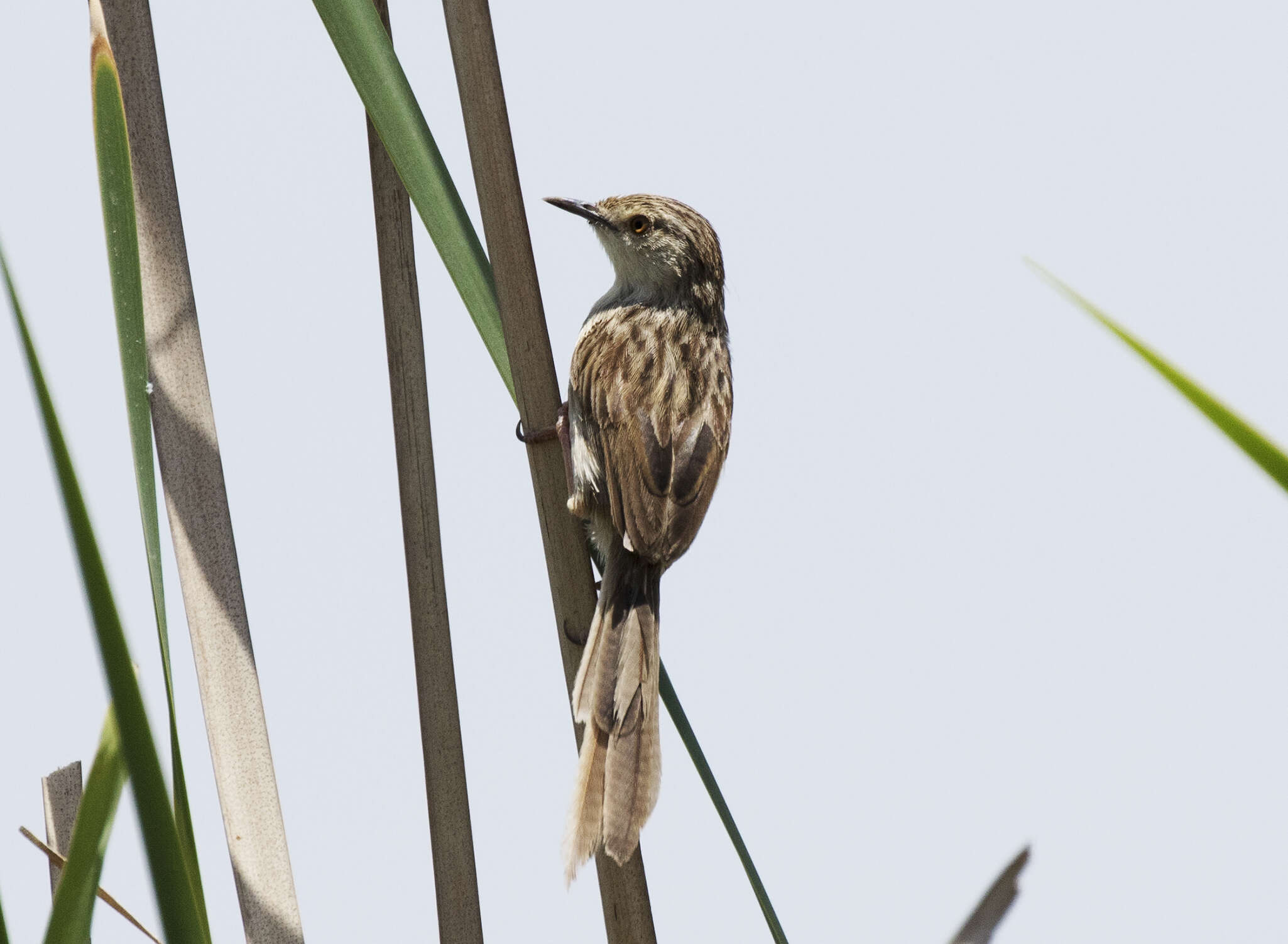 Image of Graceful Prinia