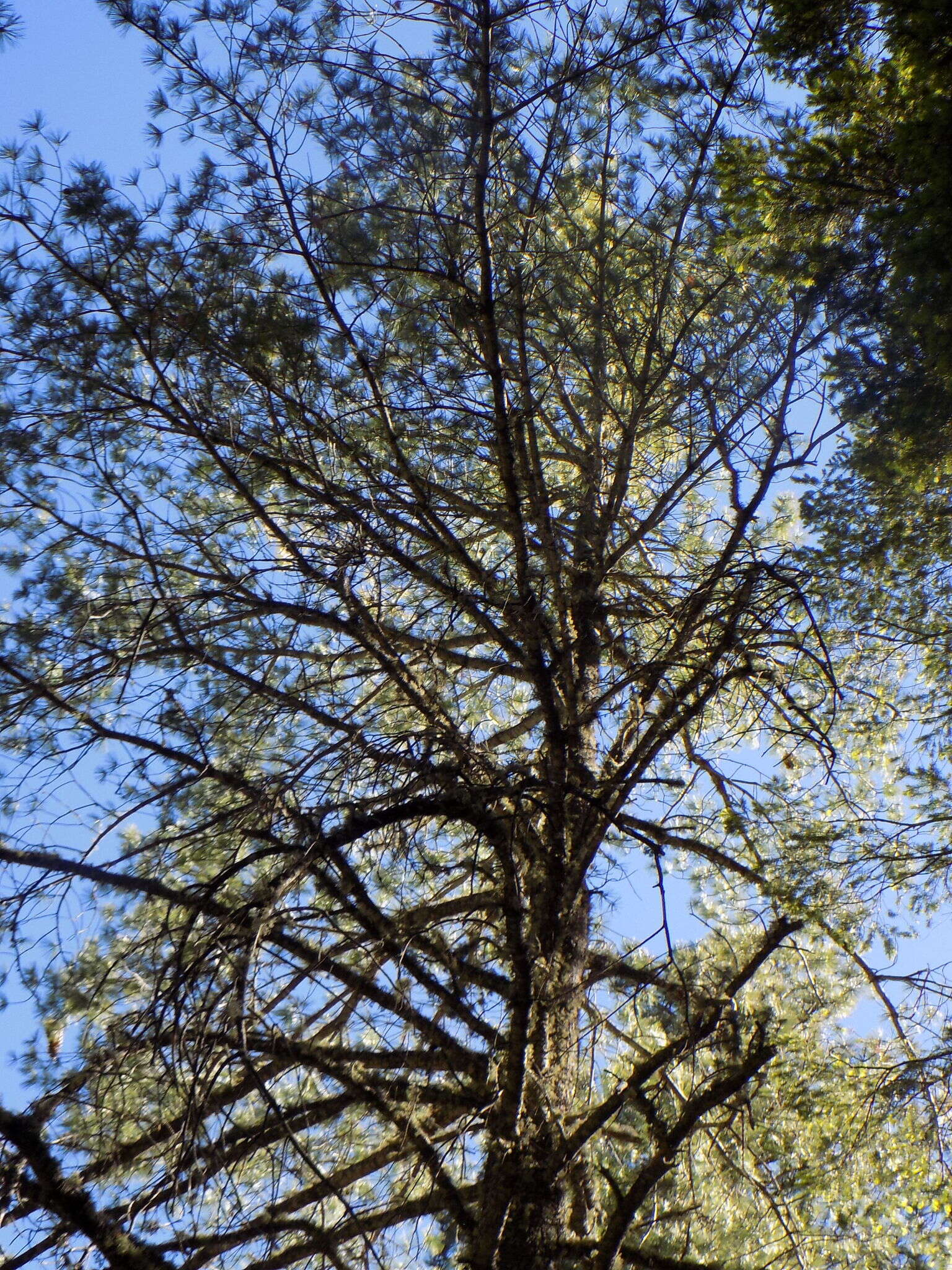 Imagem de Pinus strobiformis Engelm.