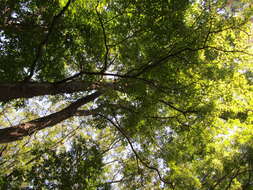 Image of shagbark hickory