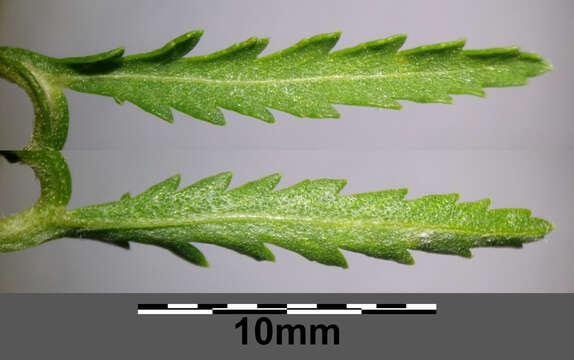 Image of common tansy