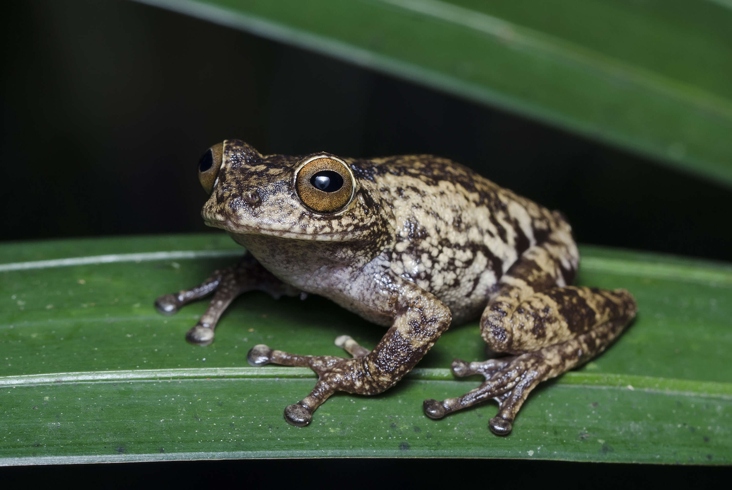 Image of Large Ponmudi Bush Frog